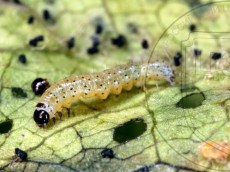 Orthosia gothica_гусеница I_доросшая